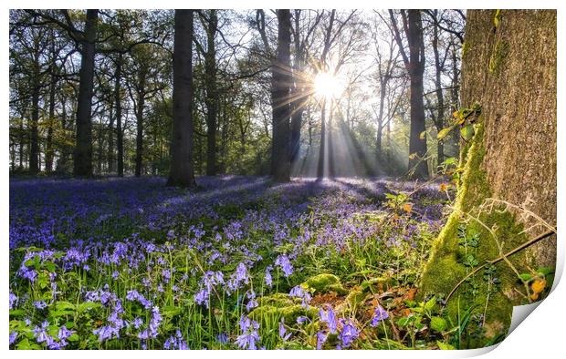 Dawn in the bluebell woods 2 Print by Gary Pearson