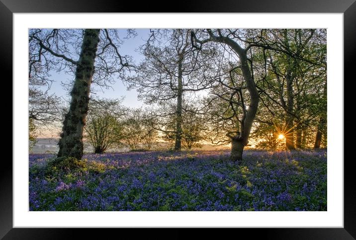 Dawn in the bluebell woods 3 Framed Mounted Print by Gary Pearson
