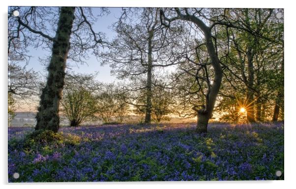 Dawn in the bluebell woods 3 Acrylic by Gary Pearson