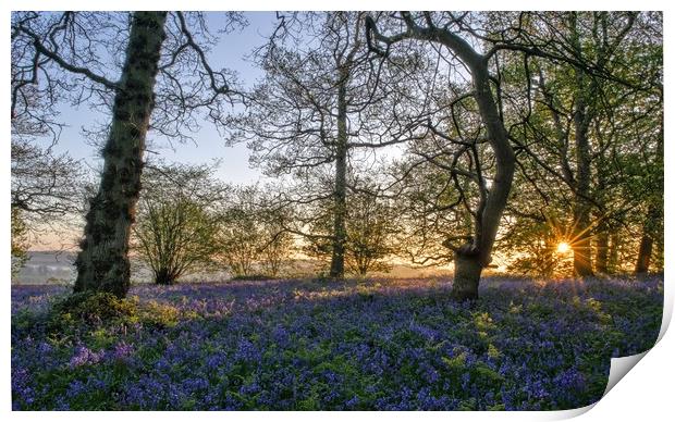 Dawn in the bluebell woods 3 Print by Gary Pearson