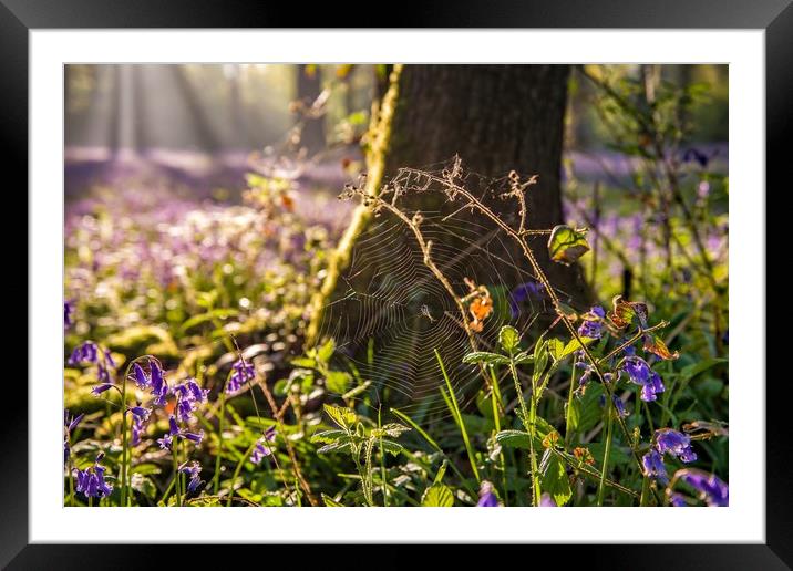 Dawn in the bluebell woods 4 Framed Mounted Print by Gary Pearson