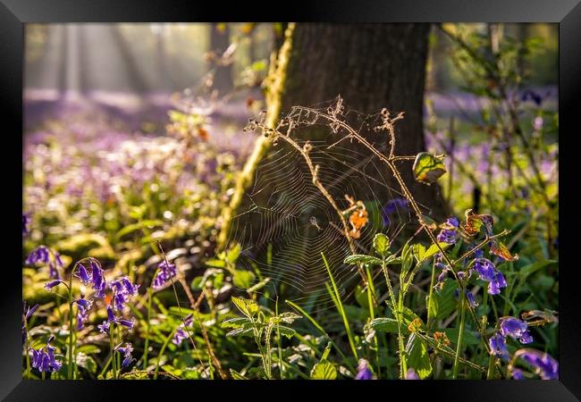 Dawn in the bluebell woods 4 Framed Print by Gary Pearson