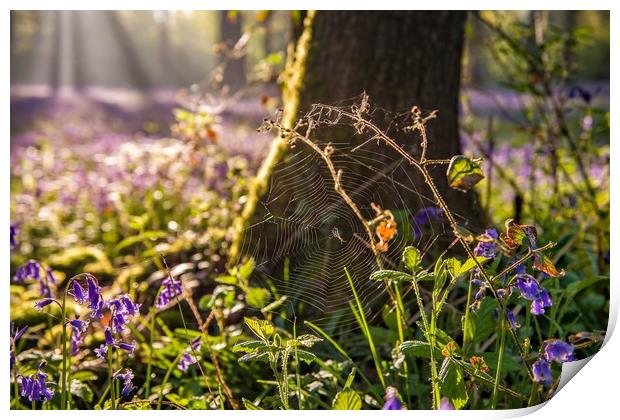 Dawn in the bluebell woods 4 Print by Gary Pearson