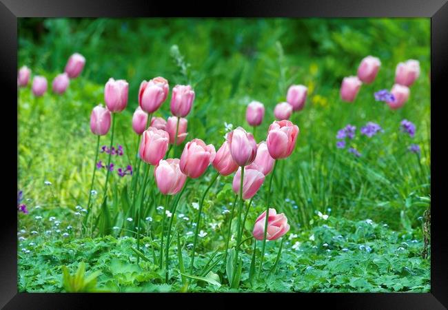 Pink Tulips 1  Framed Print by Gary Pearson