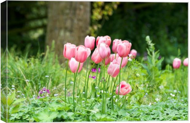 Pink tulips 2 Canvas Print by Gary Pearson