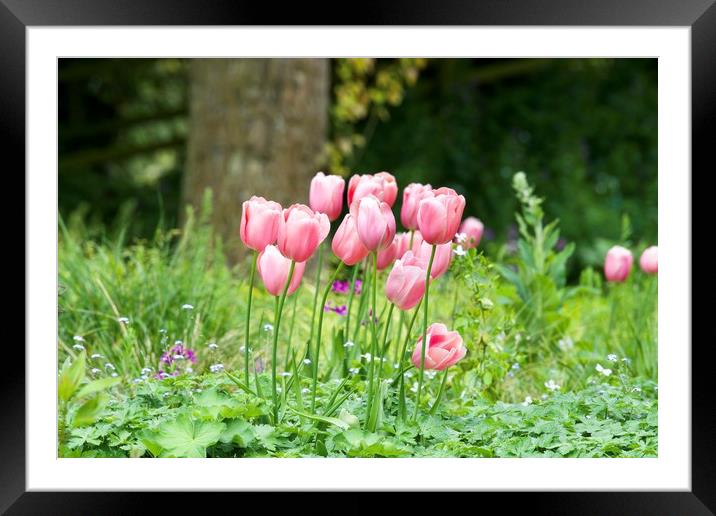 Pink tulips 2 Framed Mounted Print by Gary Pearson
