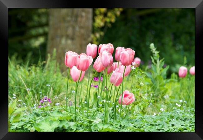 Pink tulips 2 Framed Print by Gary Pearson