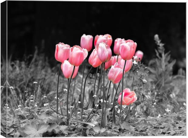 Tulips standing out Canvas Print by Gary Pearson