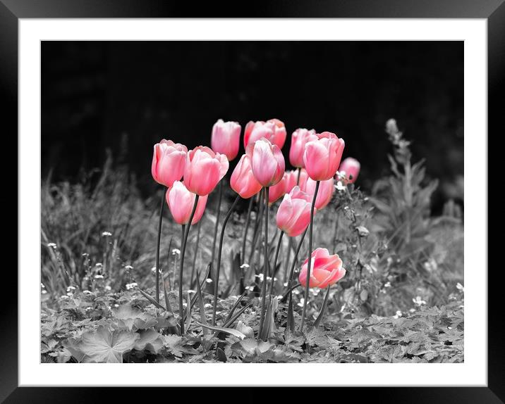 Tulips standing out Framed Mounted Print by Gary Pearson
