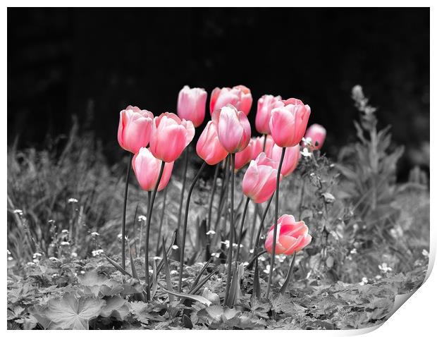 Tulips standing out Print by Gary Pearson