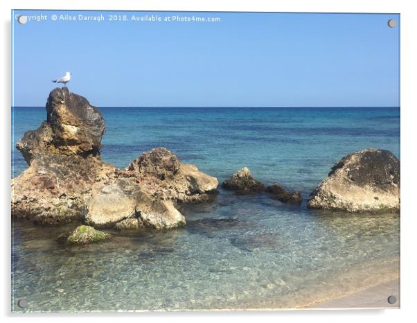 Seagull on Rocks, Cala Nova, Es Cana, Ibiza Acrylic by Ailsa Darragh