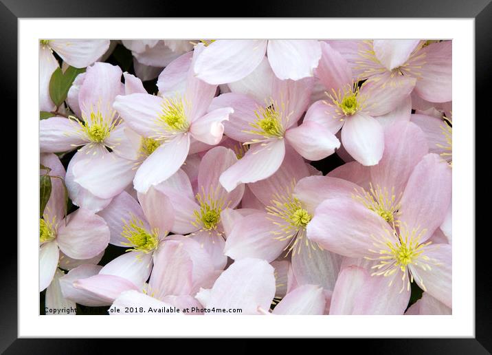 Stunning Pink Clematis Montana Flowers Framed Mounted Print by Rob Cole