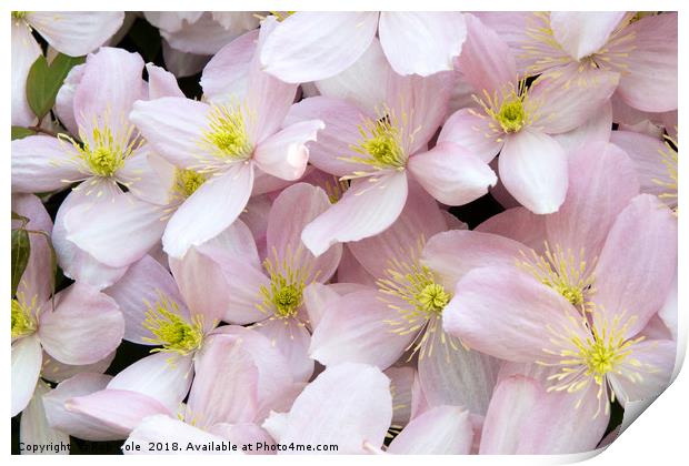 Stunning Pink Clematis Montana Flowers Print by Rob Cole