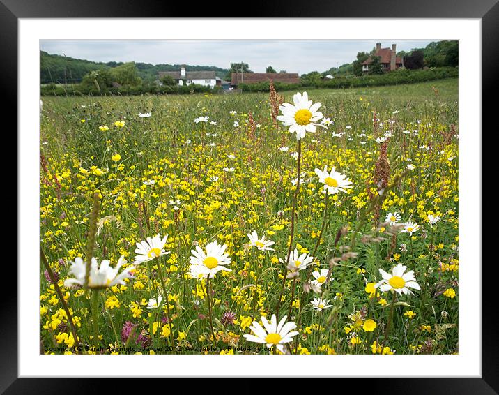Wildflower summer meadow Framed Mounted Print by Sarah Harrington-James
