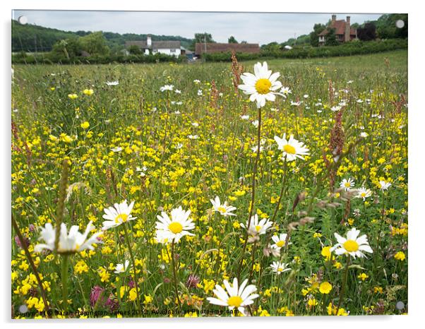 Wildflower summer meadow Acrylic by Sarah Harrington-James