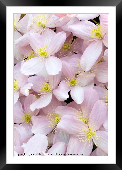 Pink Perfection Framed Mounted Print by Rob Cole