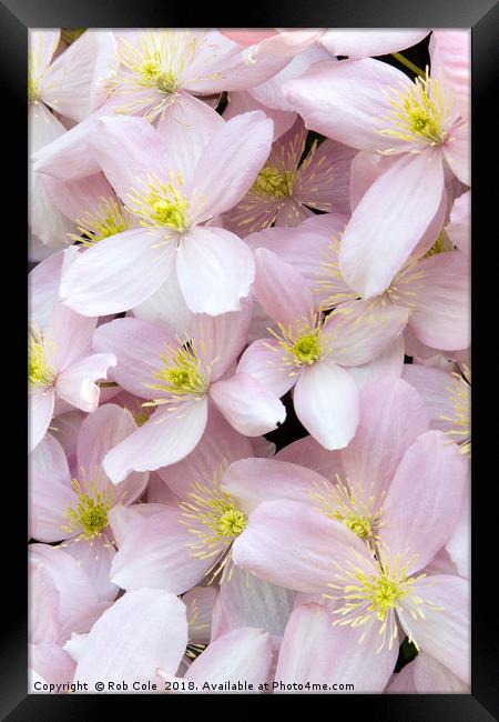 Pink Perfection Framed Print by Rob Cole