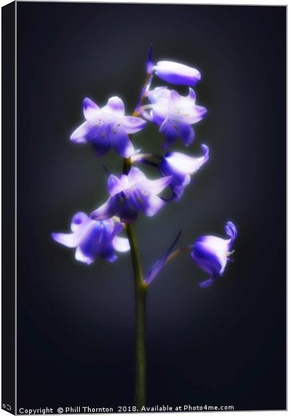 The blue Bluebell. Canvas Print by Phill Thornton