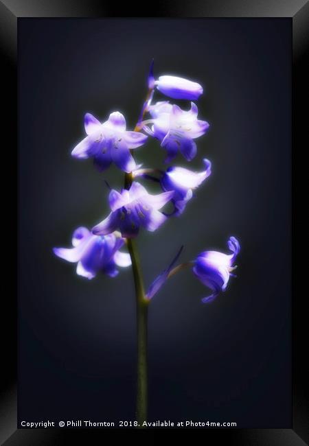 The blue Bluebell. Framed Print by Phill Thornton