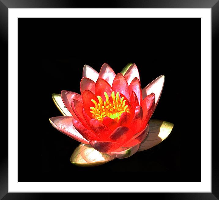 Water Lily Framed Mounted Print by james balzano, jr.