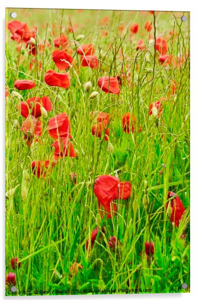 Poppy Field Acrylic by Penny Martin