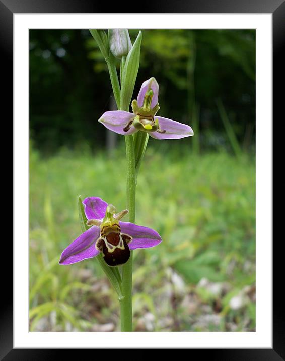 Bumblebee Orchid (Ophrys Bombyliflora) Framed Mounted Print by Sarah Harrington-James