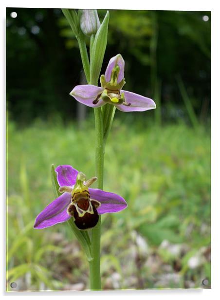 Bumblebee Orchid (Ophrys Bombyliflora) Acrylic by Sarah Harrington-James