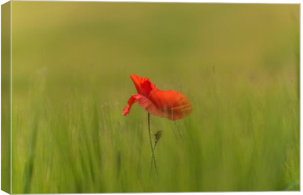 Sole poppy Canvas Print by Alf Damp