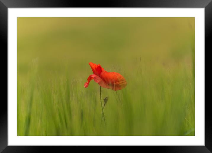 Sole poppy Framed Mounted Print by Alf Damp