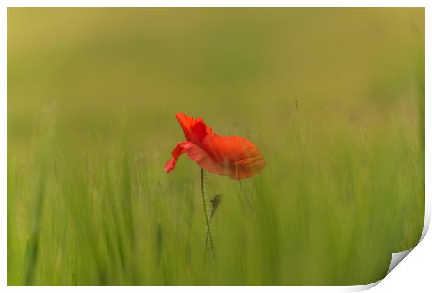 Sole poppy Print by Alf Damp