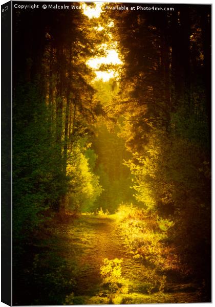 Enchanted Forest Canvas Print by Malcolm Wood