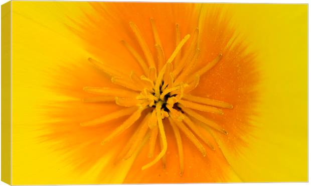Yellow Poppy Canvas Print by Kelly Bailey