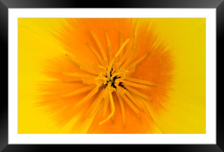 Yellow Poppy Framed Mounted Print by Kelly Bailey