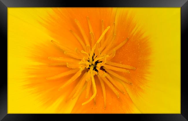 Yellow Poppy Framed Print by Kelly Bailey