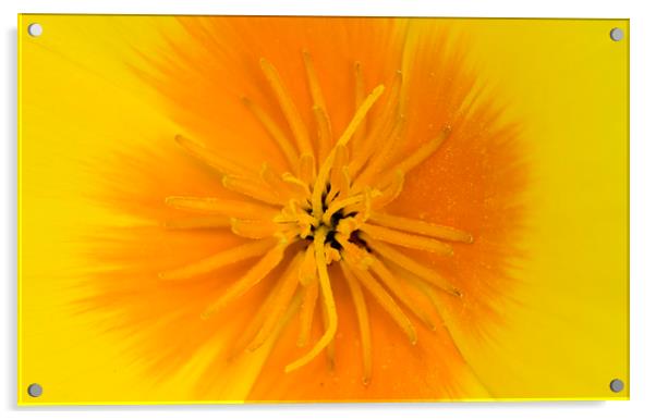 Yellow Poppy Acrylic by Kelly Bailey