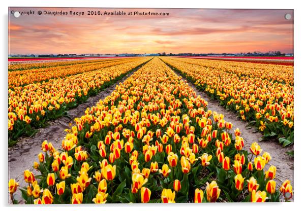 A colourful evening at a Dutch Tulip field Acrylic by Daugirdas Racys
