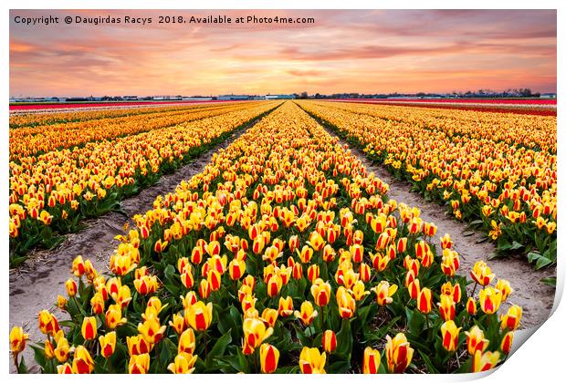 A colourful evening at a Dutch Tulip field Print by Daugirdas Racys