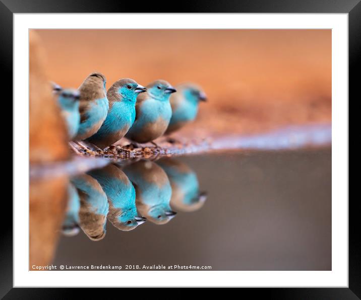 Blue Waxbills Drinking at Ulundi River Lodge Bird  Framed Mounted Print by Lawrence Bredenkamp