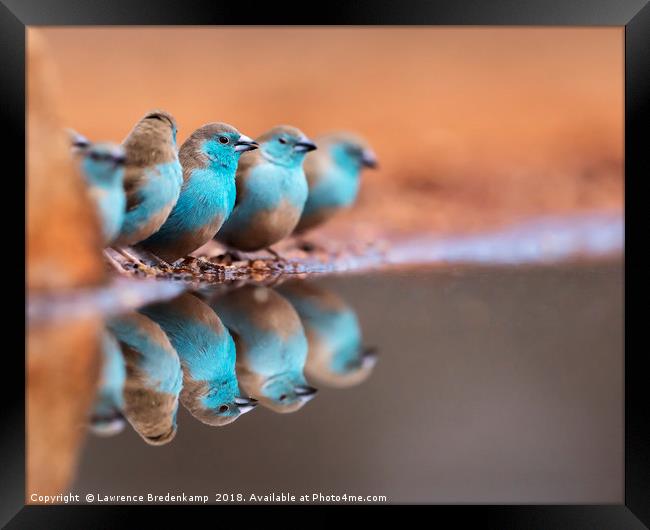 Blue Waxbills Drinking at Ulundi River Lodge Bird  Framed Print by Lawrence Bredenkamp
