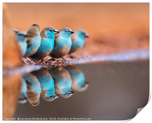 Blue Waxbills Drinking at Ulundi River Lodge Bird  Print by Lawrence Bredenkamp