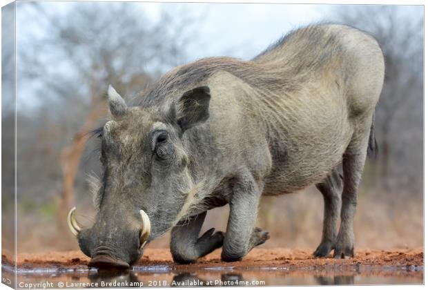 Warthog Drinking Water on Bended Knees Canvas Print by Lawrence Bredenkamp