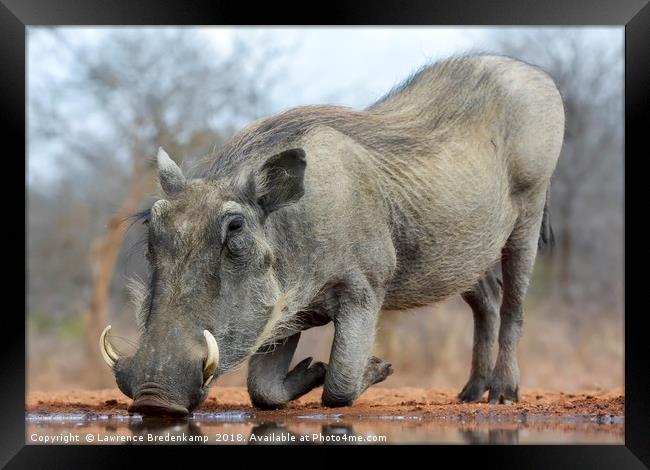 Warthog Drinking Water on Bended Knees Framed Print by Lawrence Bredenkamp