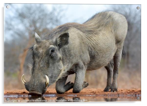 Warthog Drinking Water on Bended Knees Acrylic by Lawrence Bredenkamp