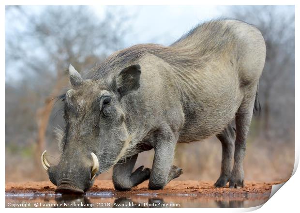 Warthog Drinking Water on Bended Knees Print by Lawrence Bredenkamp