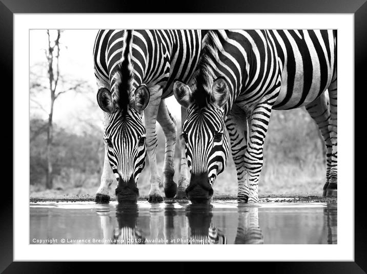 Wild Zebra Drinking at Waterhole  Framed Mounted Print by Lawrence Bredenkamp