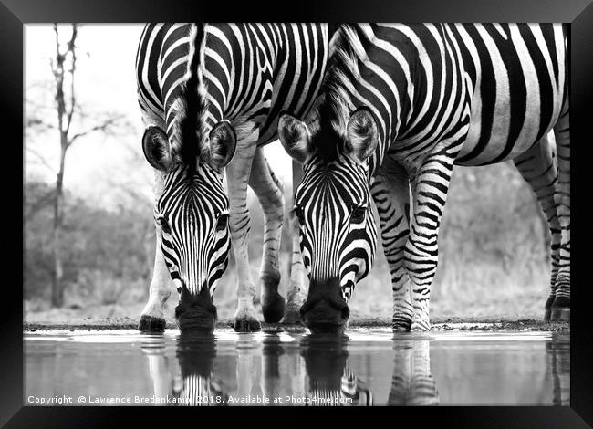 Wild Zebra Drinking at Waterhole  Framed Print by Lawrence Bredenkamp