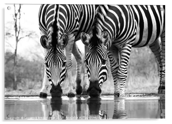 Wild Zebra Drinking at Waterhole  Acrylic by Lawrence Bredenkamp