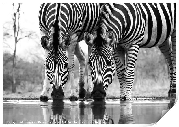 Wild Zebra Drinking at Waterhole  Print by Lawrence Bredenkamp