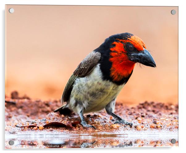 Close-Up of a Black Collared Barbet  Acrylic by Lawrence Bredenkamp