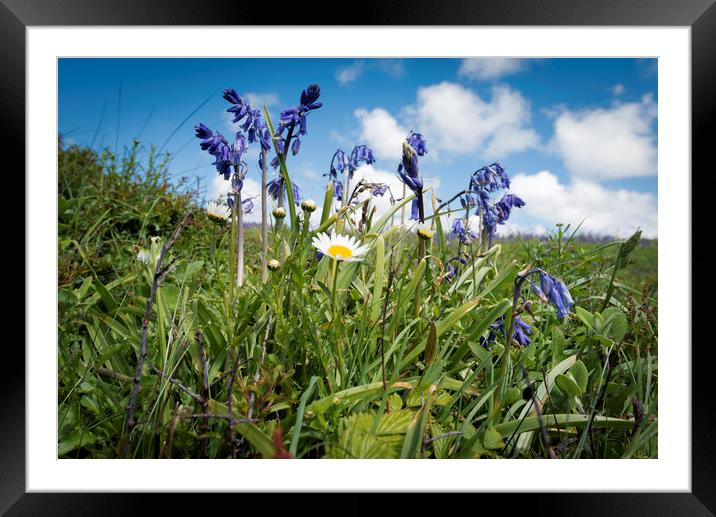 Bluebells and friend Framed Mounted Print by Eddie John
